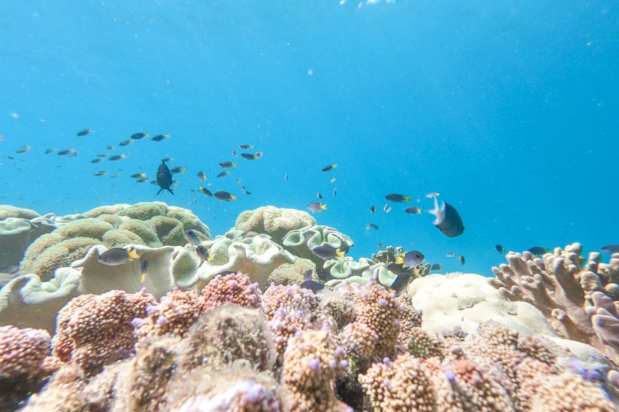 whitsundays, coral reef, 