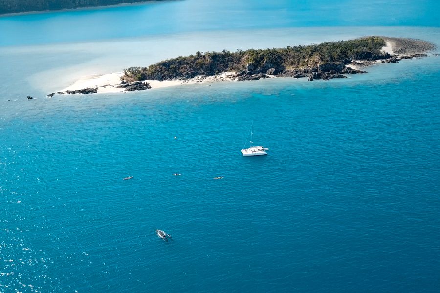 Whale watching in the whitsundays