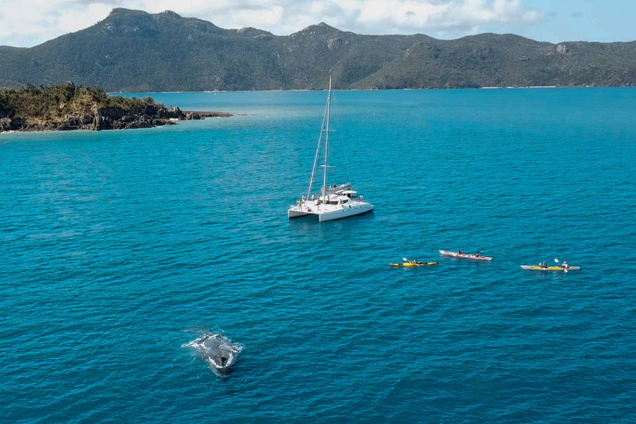 Whales in the Whitsundays