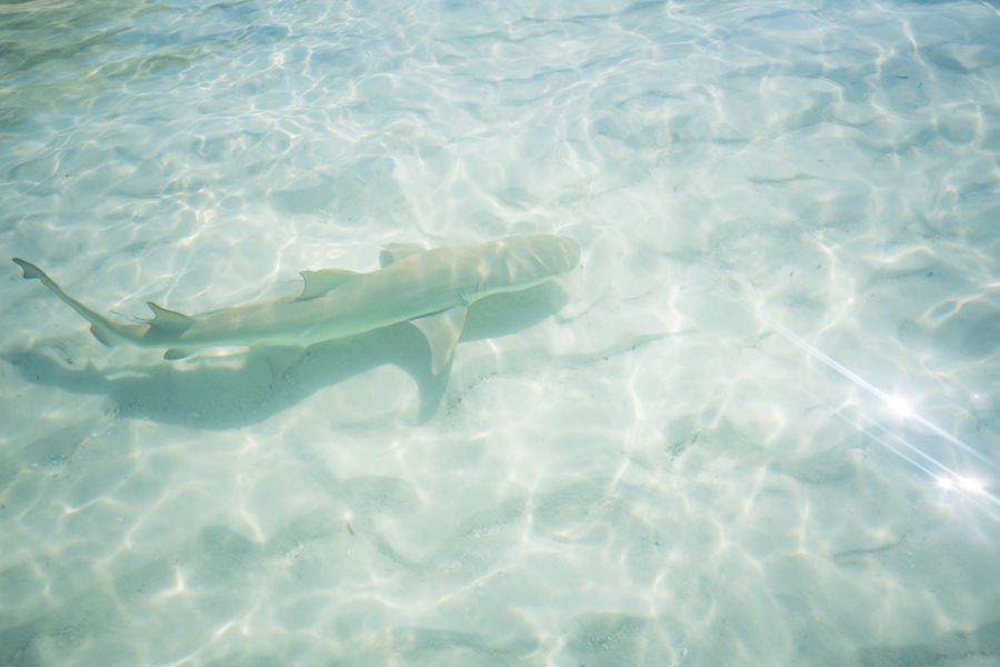 Baby Lemon Shark in the Whitsundays