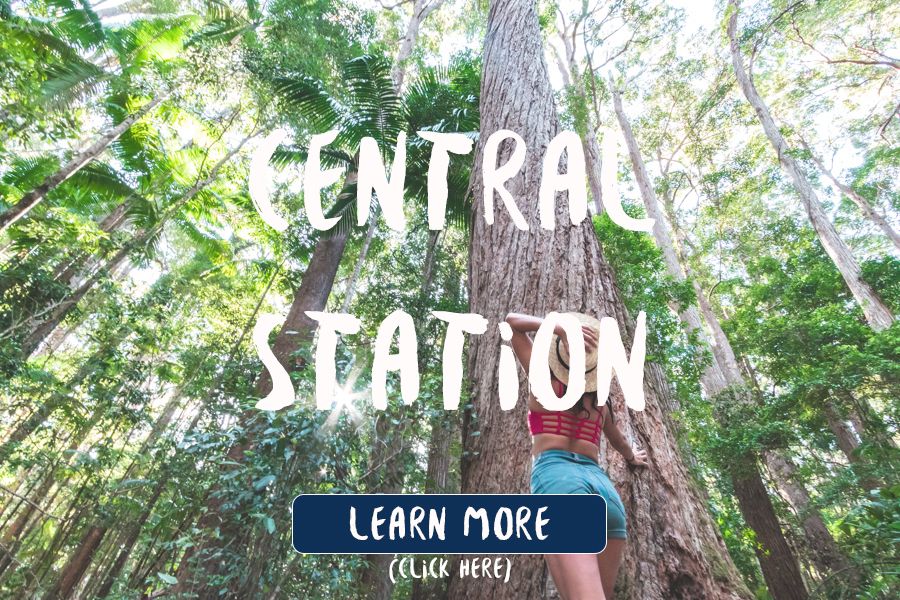 Central Station Fraser Island, Massive trees