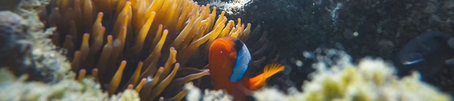 Underwater ecosystems great Barrier Reef snorkelling fish in anemone 