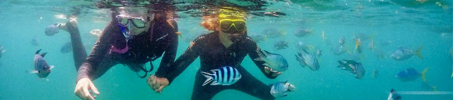 Two people snorkelling and holding hands surrounded by fish