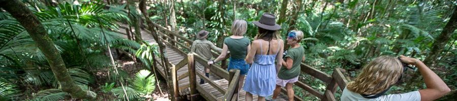 billy tea tours daintree