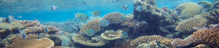 corals and tropical fish on the great barrier reef