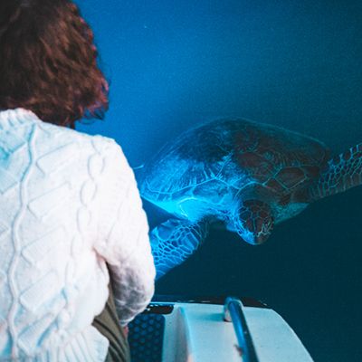 Blue lights under Adventurer with turtle swimming up