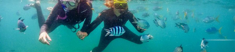 Snorkelling the Great Barrier Reef On Ice Whitsunday Islands