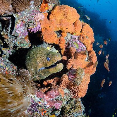 eel hiding in coral