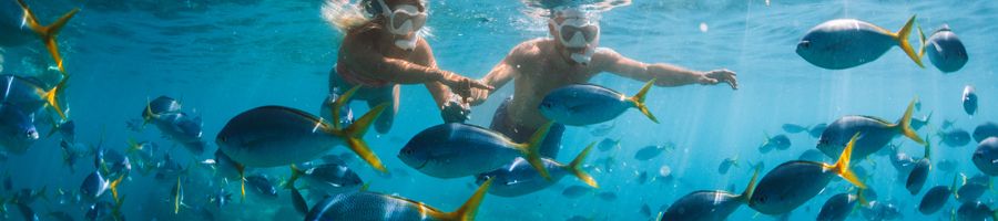 couple snorkelling with tropical fish in the Whitsundays