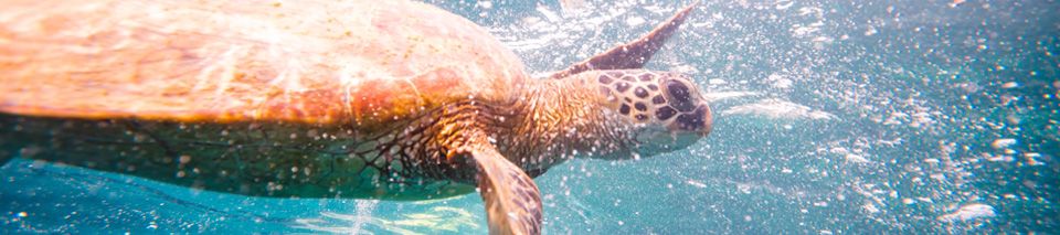 Turtle in the Whitsundays