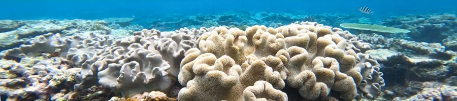 unique coral formations on the great barrier reef