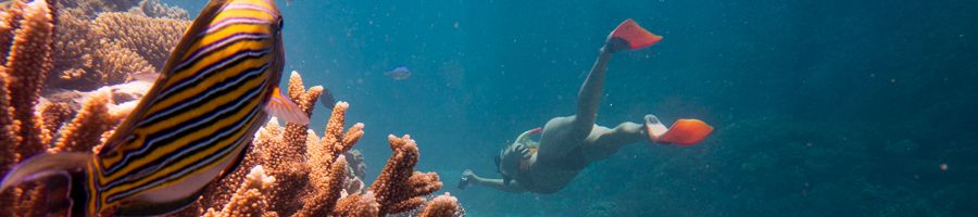 A woman swimming with fins and a snorkel on the Great Barrier Reef