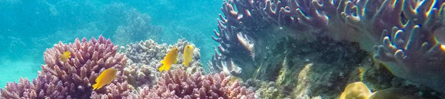 Snorkelling Whitsunday Blue Great Barrier Reef