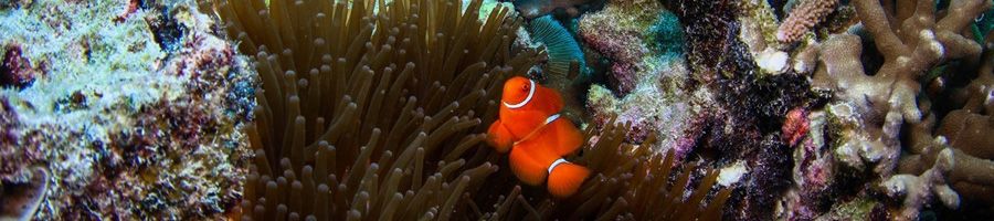 Clownfish swimming in a coral reef