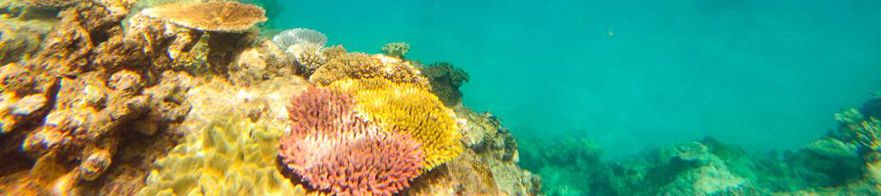 Colourful corals surrounded by turquoise water in the Great Barrier Reef