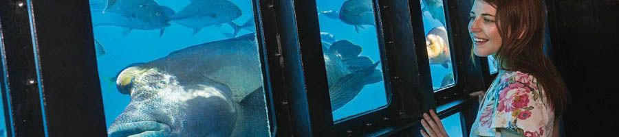 Underwater viewing aquarium with big colourful fish 