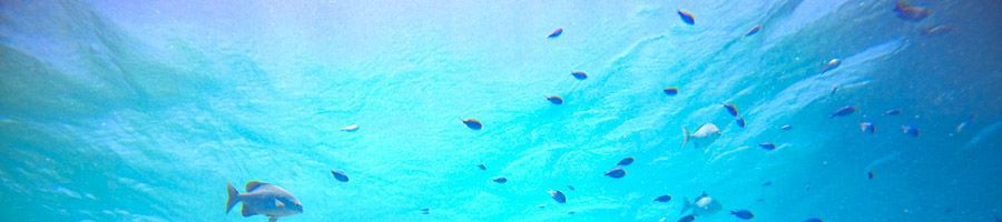 Semi-submarine in Hardy Reef, Fish in the Great Barrier Reef