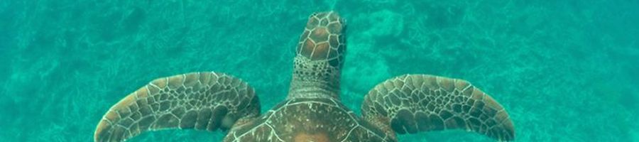 Sea Turtle swimming underwater, Great Barrier Reed