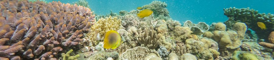 snorkelling on great barrier reef