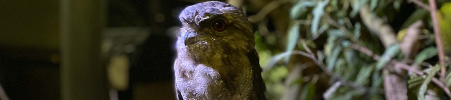 Night Owl At The Wildlife Habitat Port Douglas