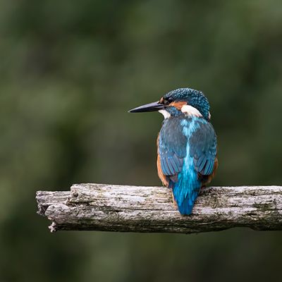 Blue Kingfisher sitting on a branch 