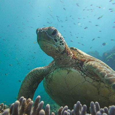 Green Sea Turtle swimming with fish