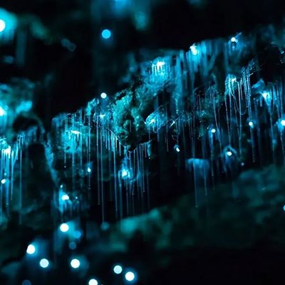 Blue glow worms in a cave 