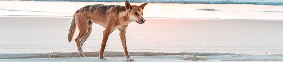 Fraser Experience Tours Dingo on the beach