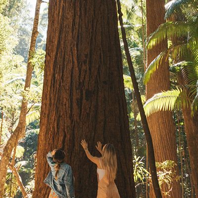 travellers touching a massive tree in the k'gari rainforest