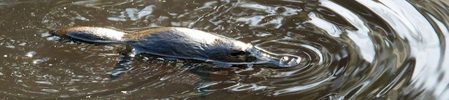 Platypus swimming