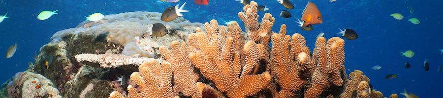 coral reefs on the great barrier reef near port douglas