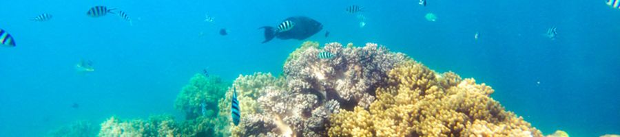 fish swimming through a coral reef near port douglas