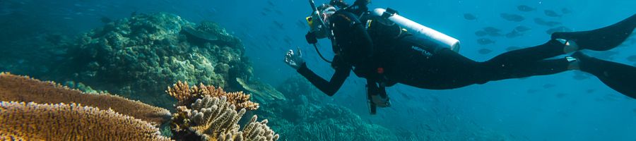 scuba diver on the great barrier reef corals