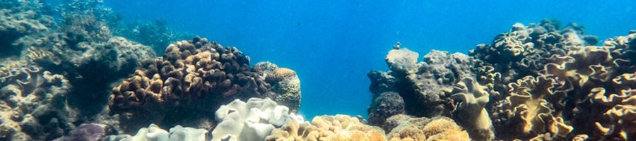 great barrier reef underwater corals