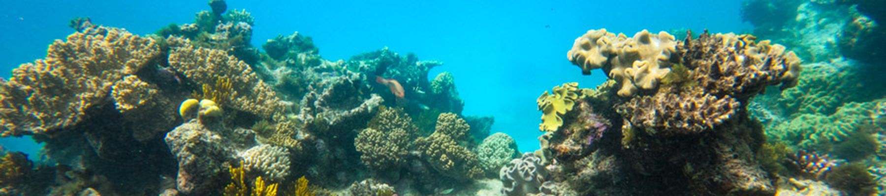 Beauitful colourful coral reef Cairns
