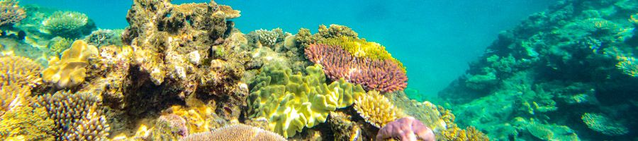 colourful corals in the great barrier reef near cairns