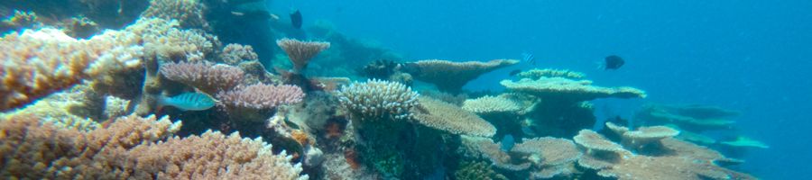 coral reef, australia