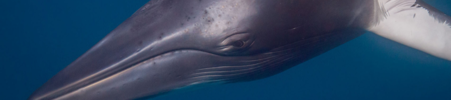 Minke Whale up close Great Barrier Reef