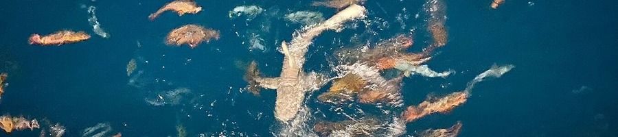 A shark swimming at the surface of the water on the Great Barrier Reef