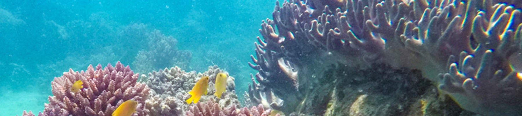 Underwater coral garden, Great Barrier Reef 