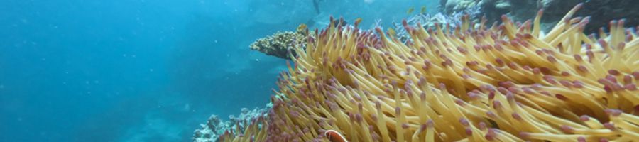Coral reef Cairns Great Barrier Reef