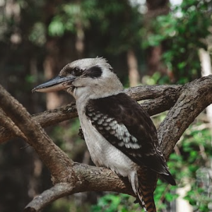 a kookaburra sitting in a tree