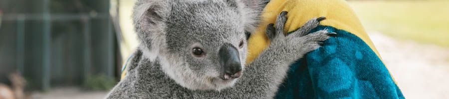 koala, airlie beach