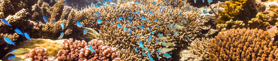 Great Barrier Reef Moore Reef site