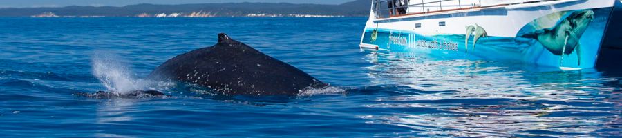 A whale next to a boat