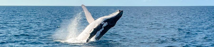 A humpback whale breaching in the ocean