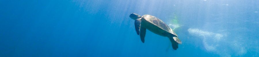 turtle, whitsundays