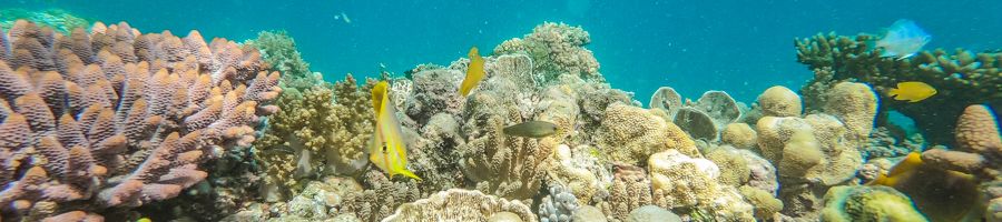 coral reef, whitsundays