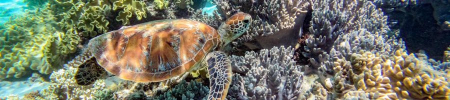 Sea turtle swimming through coral reefs