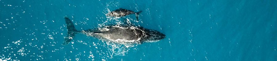 whales swimming in blue ocean water